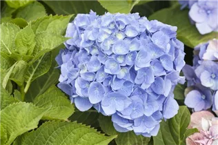 Hydrangea macrophylla 'Bela'(s) - Bauernhortensie 'Bela'(s)