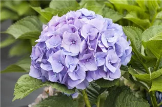 Hydrangea macrophylla 'Bela'(s) - Bauernhortensie 'Bela'(s)