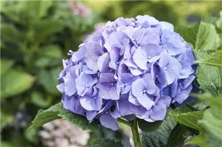 Hydrangea macrophylla 'Bela'(s) - Bauernhortensie 'Bela'(s)