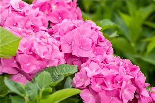 Hydrangea macrophylla 'Bela'(s) - Bauernhortensie 'Bela'(s)