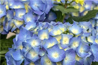 Hydrangea macrophylla 'Bela'(s) - Bauernhortensie 'Bela'(s)