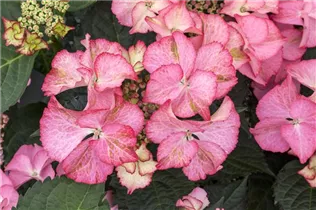 Hydrangea macrophylla 'Tiffany' - Bauernhortensie 'Tiffany'
