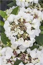 Hydrangea macrophylla 'Punch Coco'® - Tellerhortensie 'Punch Coco'®