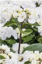 Hydrangea macrophylla 'Punch Coco'® - Tellerhortensie 'Punch Coco'®