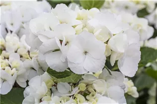 Hydrangea macrophylla 'Punch Coco'® - Tellerhortensie 'Punch Coco'®
