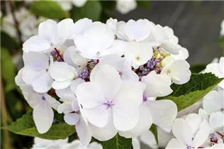 Hydrangea macrophylla 'Punch Coco'® - Tellerhortensie 'Punch Coco'®