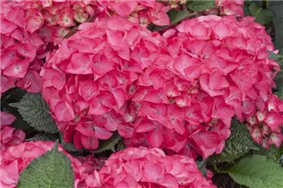 Hydrangea macrophylla 'Red Angel'® - Ballhortensie 'Red Angel'®