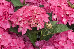 Hydrangea macrophylla 'Red Angel'® - Ballhortensie 'Red Angel'®
