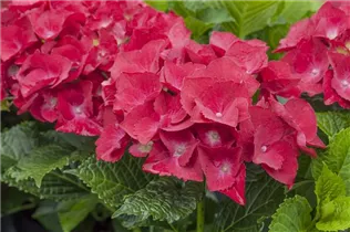 Hydrangea macrophylla 'Red Angel'® - Ballhortensie 'Red Angel'®
