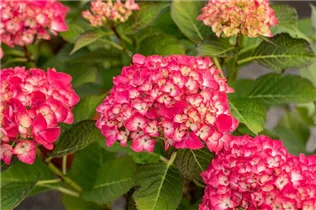 Hydrangea macrophylla 'Red Angel'® - Ballhortensie 'Red Angel'®