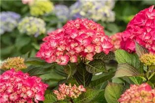 Hydrangea macrophylla 'Red Angel'® - Ballhortensie 'Red Angel'®