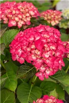Hydrangea macrophylla 'Red Angel'® - Ballhortensie 'Red Angel'®
