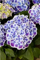 Hydrangea macrophylla 'Tivoli Blue' - Gartenhortensie 'Tivoli Blue' Hydrangea macrophylla 'Tivoli Blue' - Gartenhortensie 'Tivoli Blue'