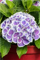 Hydrangea macrophylla 'Tivoli Blue' - Gartenhortensie 'Tivoli Blue' Hydrangea macrophylla 'Tivoli Blue' - Gartenhortensie 'Tivoli Blue'