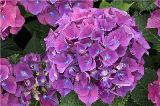 Hydrangea macrophylla 'Red Beauty Lila' - Gartenhortensie 'Red Beauty Lila' Hydrangea macrophylla 'Red Beauty Lila' - Gartenhortensie 'Red Beauty Lila'