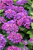 Hydrangea macrophylla 'Red Beauty Lila' - Gartenhortensie 'Red Beauty Lila' Hydrangea macrophylla 'Red Beauty Lila' - Gartenhortensie 'Red Beauty Lila'
