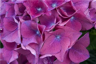 Hydrangea macrophylla 'Red Beauty Lila' - Gartenhortensie 'Red Beauty Lila' Hydrangea macrophylla 'Red Beauty Lila' - Gartenhortensie 'Red Beauty Lila'