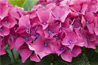 Hydrangea macrophylla 'Red Beauty Lila' - Gartenhortensie 'Red Beauty Lila' Hydrangea macrophylla 'Red Beauty Lila' - Gartenhortensie 'Red Beauty Lila'