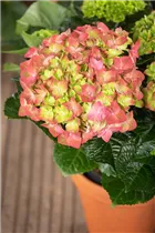 Hydrangea macrophylla 'Rembrandt'® - Bauernhortensie 'Rembrandt'® Hydrangea macrophylla 'Rembrandt'® - Bauernhortensie 'Rembrandt'®