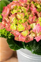 Hydrangea macrophylla 'Rembrandt'® - Bauernhortensie 'Rembrandt'® Hydrangea macrophylla 'Rembrandt'® - Bauernhortensie 'Rembrandt'®