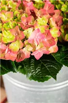 Hydrangea macrophylla 'Rembrandt'® - Bauernhortensie 'Rembrandt'® Hydrangea macrophylla 'Rembrandt'® - Bauernhortensie 'Rembrandt'®