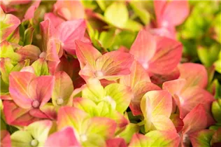 Hydrangea macrophylla 'Rembrandt'® - Bauernhortensie 'Rembrandt'® Hydrangea macrophylla 'Rembrandt'® - Bauernhortensie 'Rembrandt'®