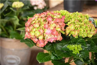 Hydrangea macrophylla 'Rembrandt'® - Bauernhortensie 'Rembrandt'® Hydrangea macrophylla 'Rembrandt'® - Bauernhortensie 'Rembrandt'®