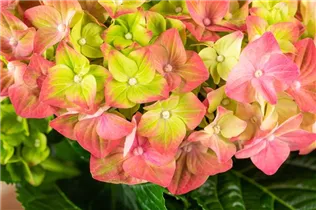 Hydrangea macrophylla 'Rembrandt'® - Bauernhortensie 'Rembrandt'® Hydrangea macrophylla 'Rembrandt'® - Bauernhortensie 'Rembrandt'®