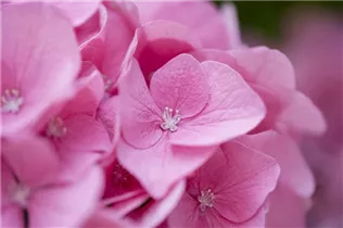 Hydrangea macrophylla 'Rosita' - Bauernhortensie 'Rosita'