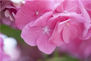 Hydrangea macrophylla 'Rosita' - Bauernhortensie 'Rosita'
