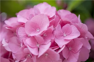 Hydrangea macrophylla 'Rosita' - Bauernhortensie 'Rosita'