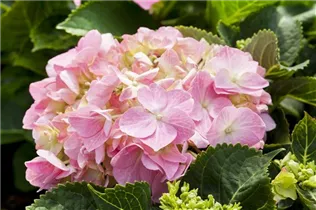 Hydrangea macrophylla 'Rosita' - Bauernhortensie 'Rosita'