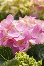 Hydrangea macrophylla 'Rosita' - Bauernhortensie 'Rosita'