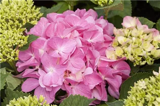 Hydrangea macrophylla 'Rosita' - Bauernhortensie 'Rosita'