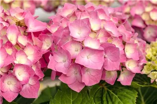 Hydrangea macrophylla 'Rosita' - Bauernhortensie 'Rosita'