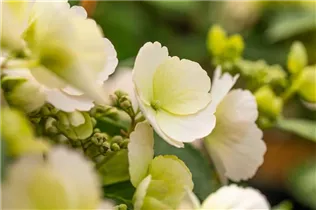 Hydrangea macrophylla 'Runaway Bride'® - Girlanden-Hortensie 'Runaway Bride'® Hydrangea macrophylla 'Runaway Bride'® - Girlanden-Hortensie 'Runaway Bride'®