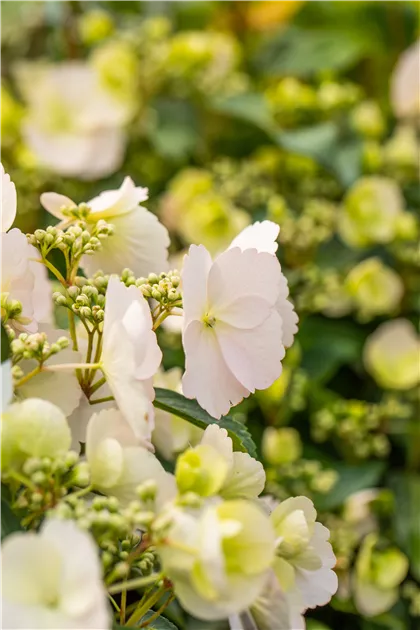 Girlanden-Hortensie 'Runaway Bride', Hydrangea macrophylla 'Runaway Bride'