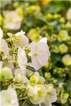 Hydrangea macrophylla 'Runaway Bride'® - Girlanden-Hortensie 'Runaway Bride'® Hydrangea macrophylla 'Runaway Bride'® - Girlanden-Hortensie 'Runaway Bride'®