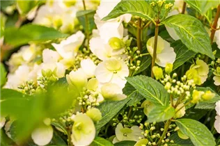 Hydrangea macrophylla 'Runaway Bride'® - Girlanden-Hortensie 'Runaway Bride'® Hydrangea macrophylla 'Runaway Bride'® - Girlanden-Hortensie 'Runaway Bride'®