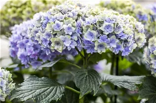 Hydrangea macrophylla You & Me 'Romance'® - Bauernhortensie You & Me 'Romance'®