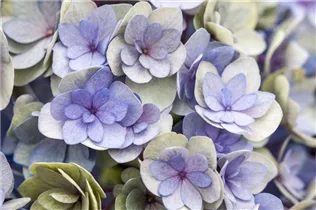 Hydrangea macrophylla You & Me 'Romance'® - Bauernhortensie You & Me 'Romance'®