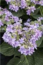 Hydrangea macrophylla You & Me 'Romance'® - Bauernhortensie You & Me 'Romance'®