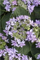 Hydrangea macrophylla You & Me 'Romance'® - Bauernhortensie You & Me 'Romance'®