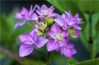 Hydrangea macrophylla You & Me 'Romance'® - Bauernhortensie You & Me 'Romance'®