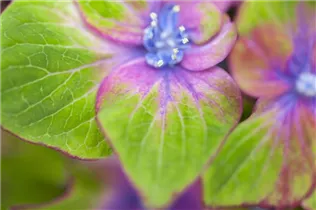 Hydrangea macrophylla 'Saxon® Schloss Wackerbarth, Horwack(s)' - Bauernhortensie 'Saxon® Schloss Wackerbarth, Horwack(s)' Hydrangea macrophylla 'Saxon® Schloss Wackerbarth, Horwack(s)' - Bauernhortensie 'Saxon® Schloss Wackerbarth, Horwack(s)'