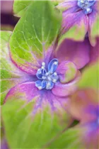 Hydrangea macrophylla 'Saxon® Schloss Wackerbarth, Horwack(s)' - Bauernhortensie 'Saxon® Schloss Wackerbarth, Horwack(s)' Hydrangea macrophylla 'Saxon® Schloss Wackerbarth, Horwack(s)' - Bauernhortensie 'Saxon® Schloss Wackerbarth, Horwack(s)'