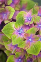 Hydrangea macrophylla 'Saxon® Schloss Wackerbarth, Horwack(s)' - Bauernhortensie 'Saxon® Schloss Wackerbarth, Horwack(s)' Hydrangea macrophylla 'Saxon® Schloss Wackerbarth, Horwack(s)' - Bauernhortensie 'Saxon® Schloss Wackerbarth, Horwack(s)'