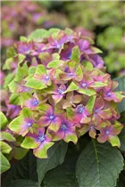 Hydrangea macrophylla 'Saxon® Schloss Wackerbarth, Horwack(s)' - Bauernhortensie 'Saxon® Schloss Wackerbarth, Horwack(s)' Hydrangea macrophylla 'Saxon® Schloss Wackerbarth, Horwack(s)' - Bauernhortensie 'Saxon® Schloss Wackerbarth, Horwack(s)'