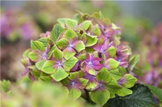 Hydrangea macrophylla 'Saxon® Schloss Wackerbarth, Horwack(s)' - Bauernhortensie 'Saxon® Schloss Wackerbarth, Horwack(s)' Hydrangea macrophylla 'Saxon® Schloss Wackerbarth, Horwack(s)' - Bauernhortensie 'Saxon® Schloss Wackerbarth, Horwack(s)'