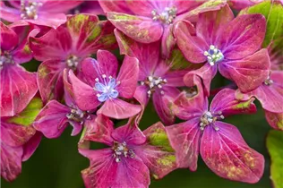 Hydrangea macrophylla 'Saxon® Schloss Wackerbarth, Horwack(s)' - Bauernhortensie 'Saxon® Schloss Wackerbarth, Horwack(s)' Hydrangea macrophylla 'Saxon® Schloss Wackerbarth, Horwack(s)' - Bauernhortensie 'Saxon® Schloss Wackerbarth, Horwack(s)'